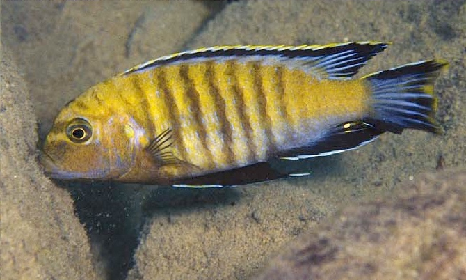 Maylandia nigrodorsalis 'Nkhungu Point'